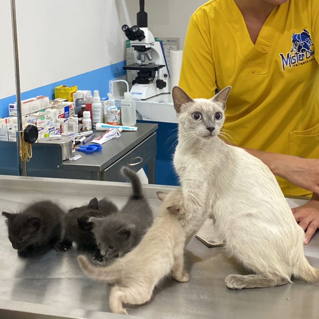 whatsapp image 2025 10 02 at 23.47.02 (1)